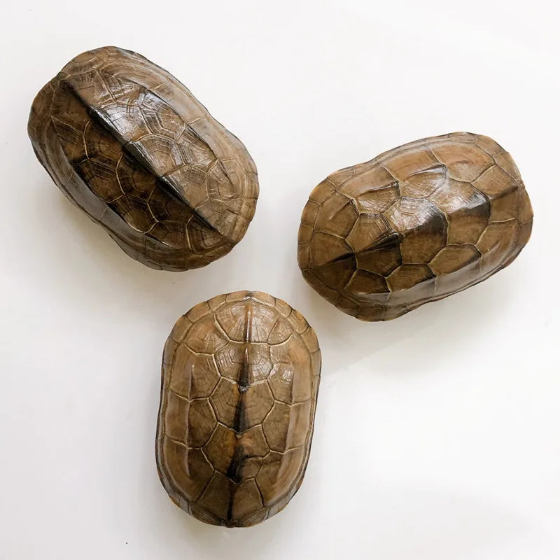 Turtle Shell - 10-12cm