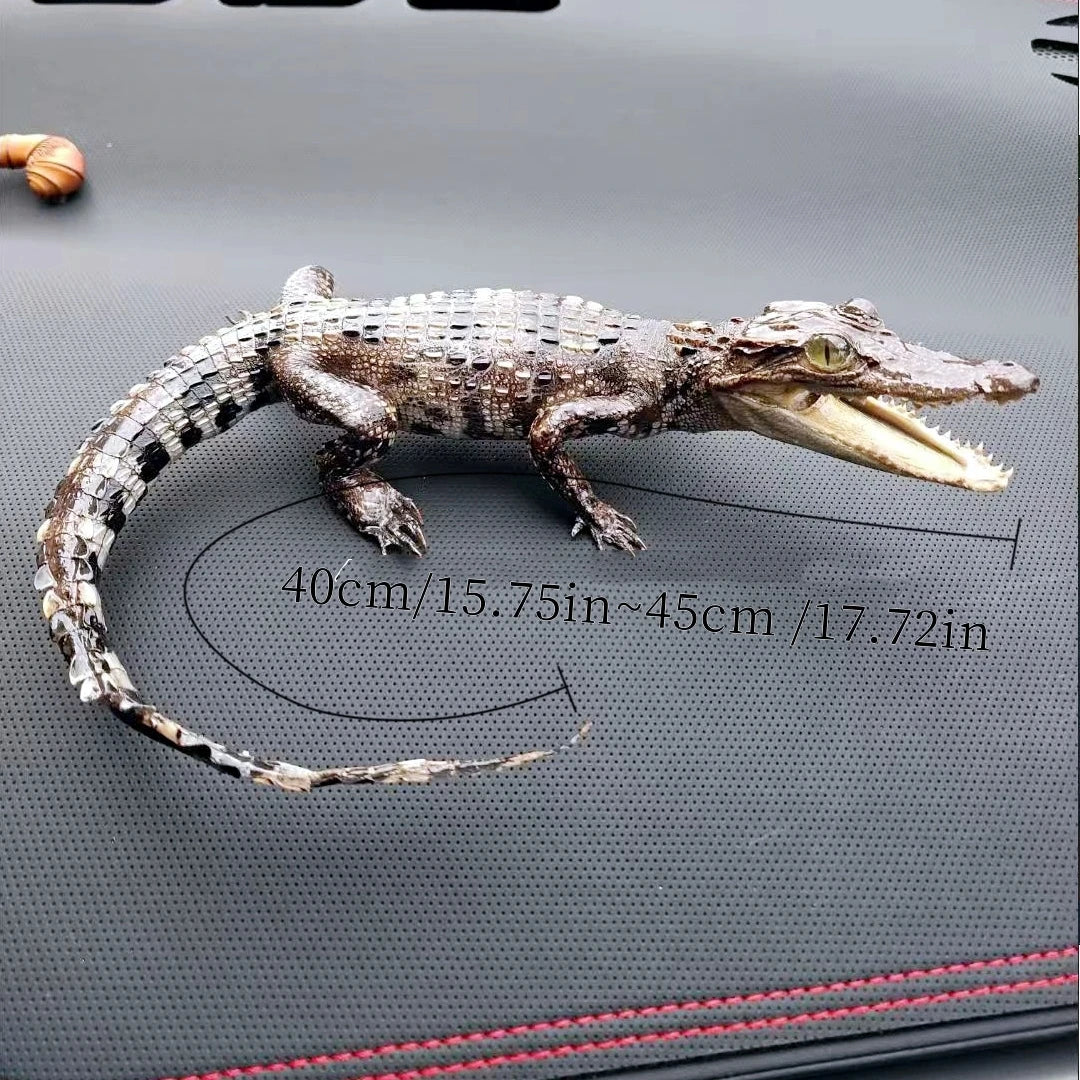 Taxidermy Crocodile