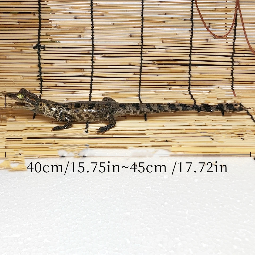 Taxidermy Crocodile