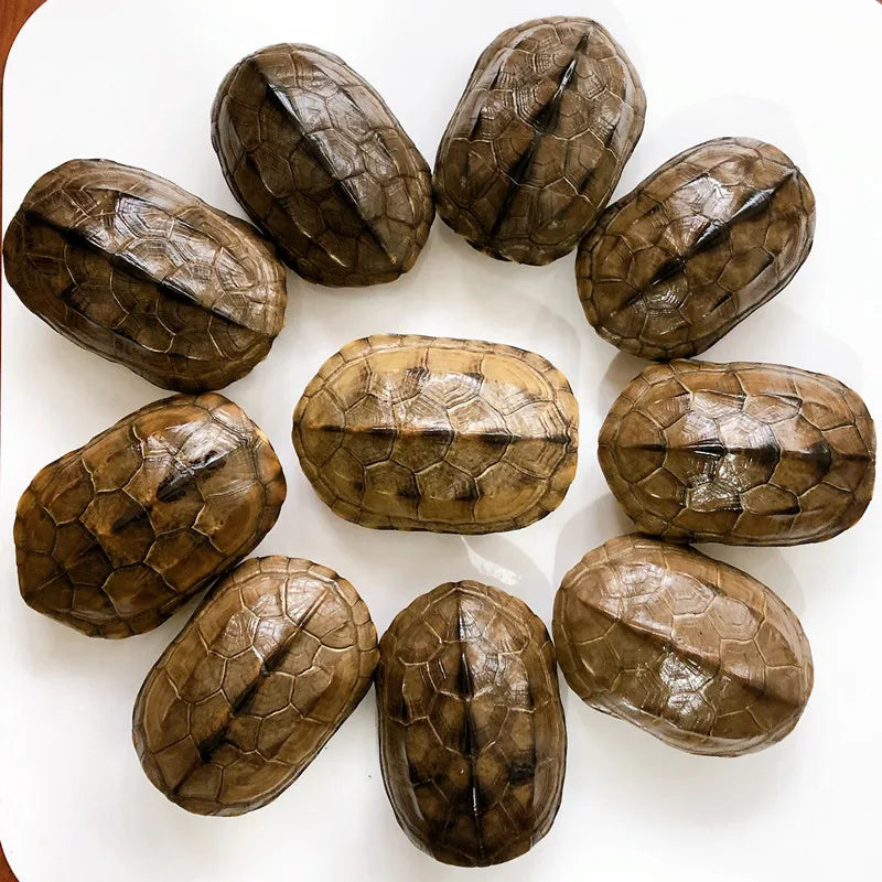 Turtle Shell - 10-12cm