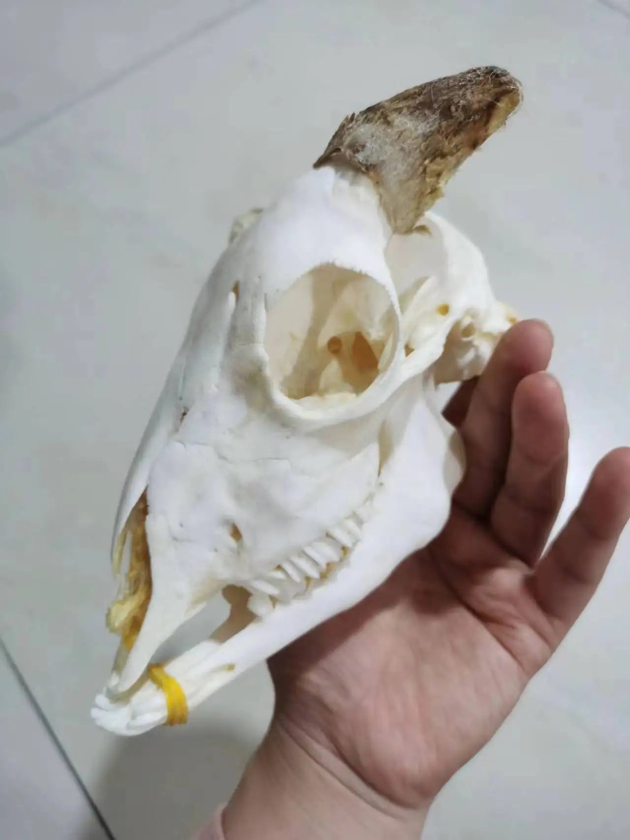 Horned Ram Skull