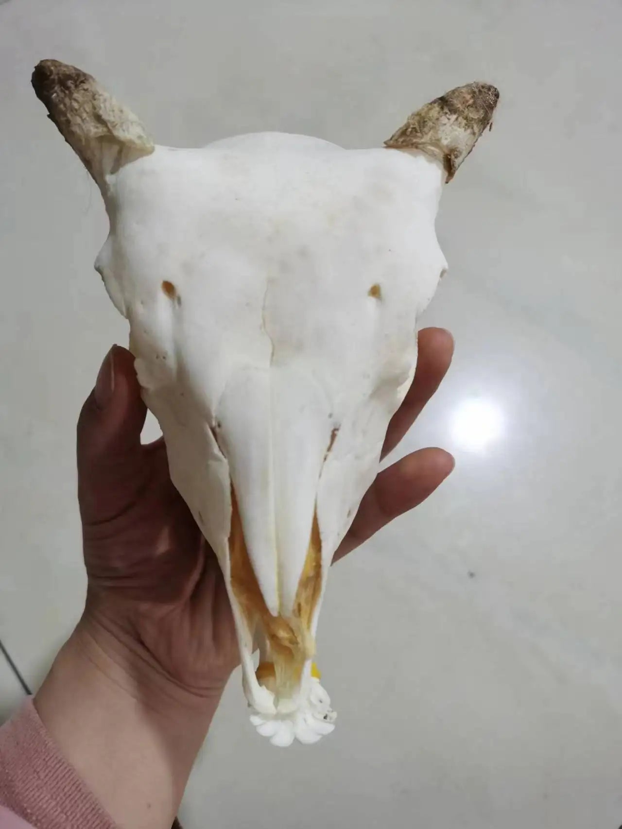 Horned Ram Skull