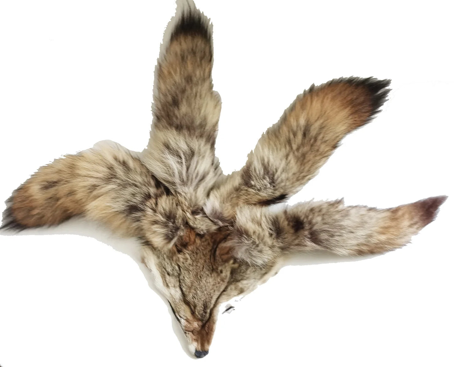 Taxidermy Coyote Heads and Tails