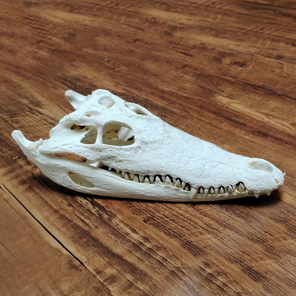 Crocodile Skull - 2 Sizes Available
