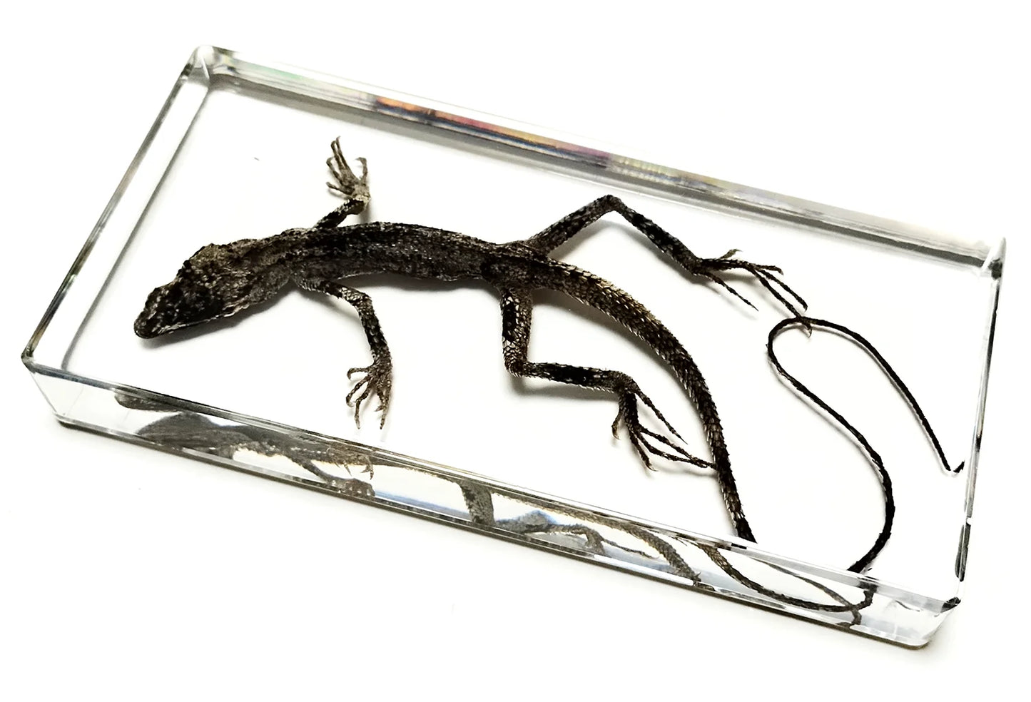 Lizard Specimen - Cast in resin
