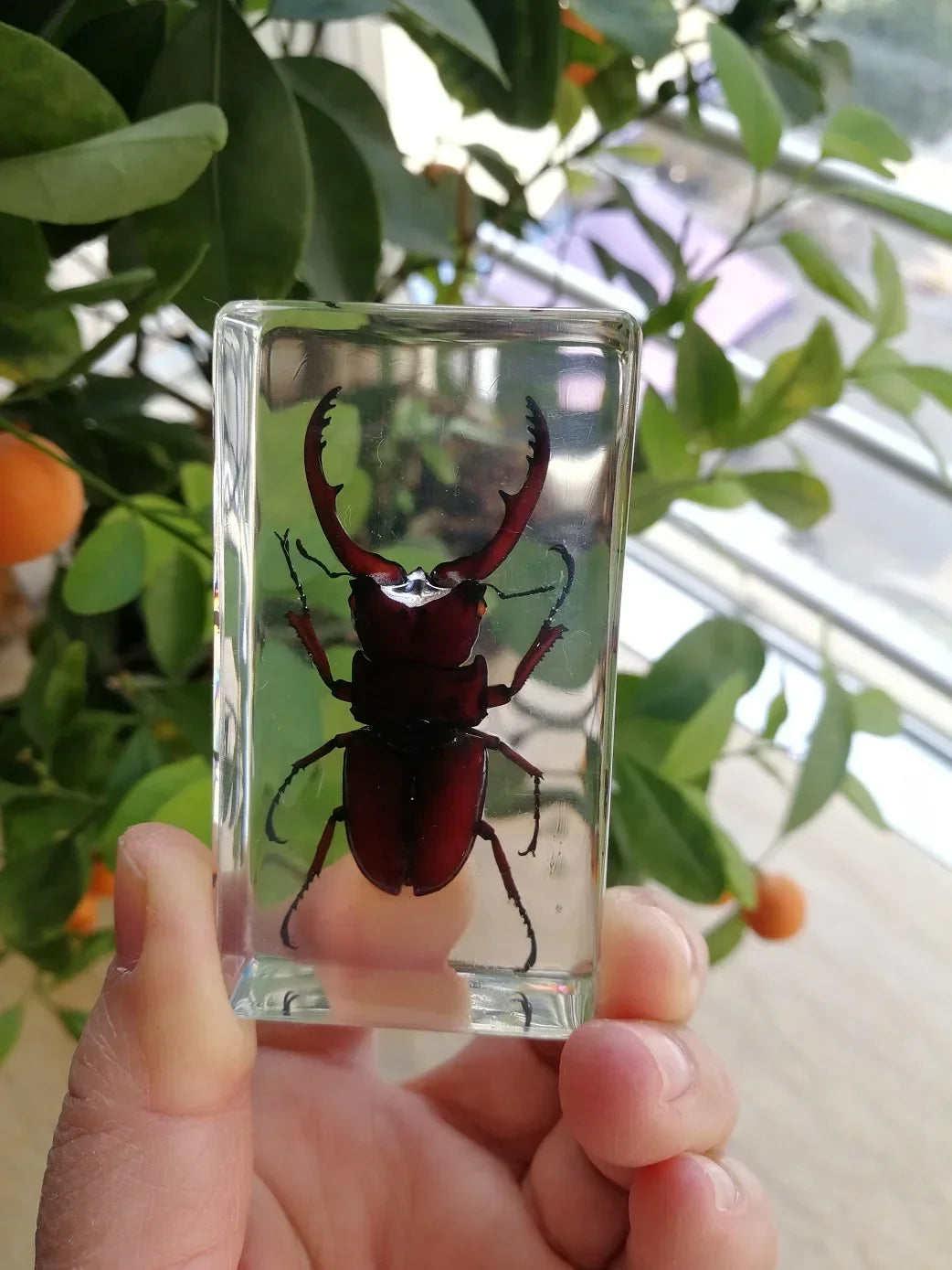 Medium Insect and Crustacean Specimens - Cast in Resin