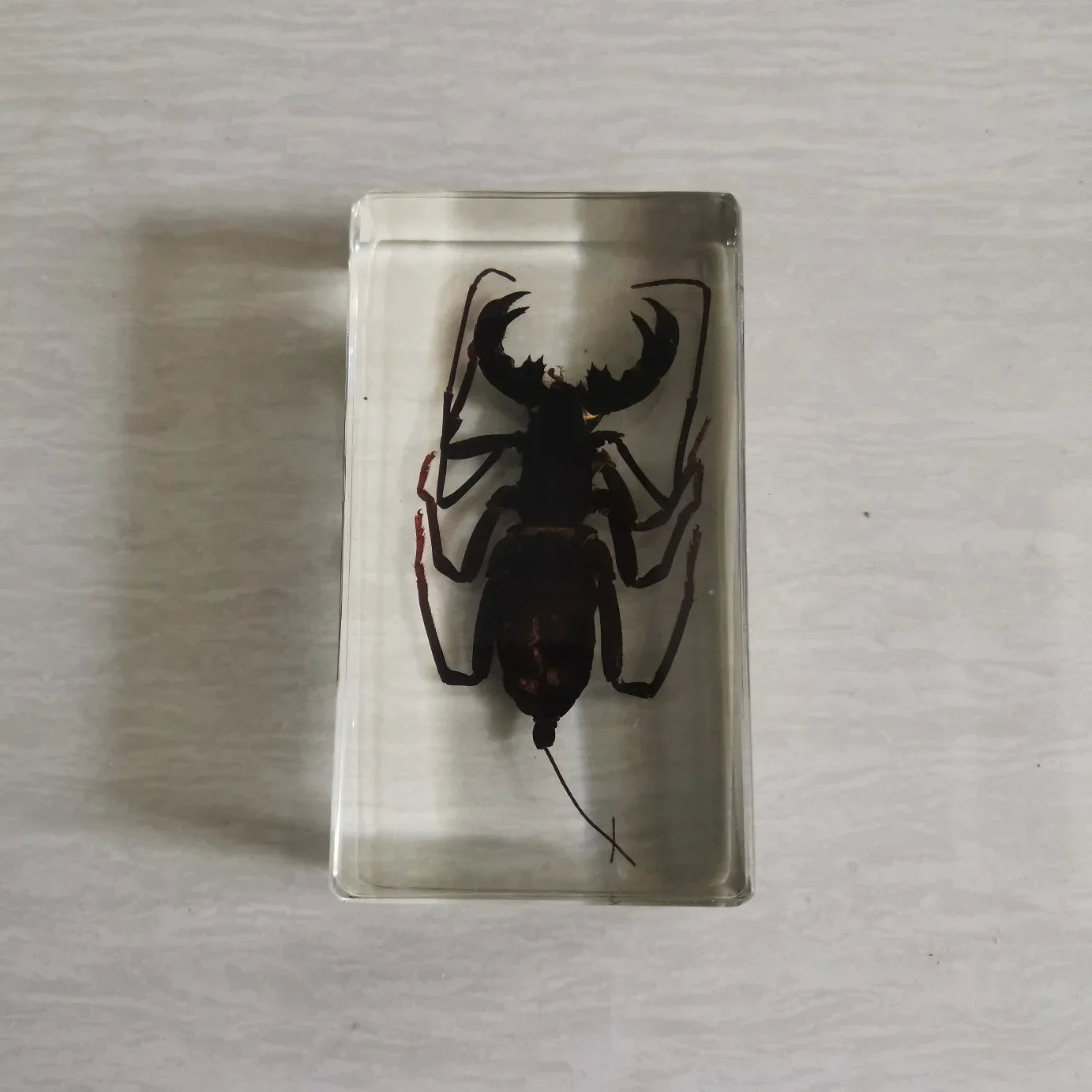 Medium Insect and Crustacean Specimens - Cast in Resin