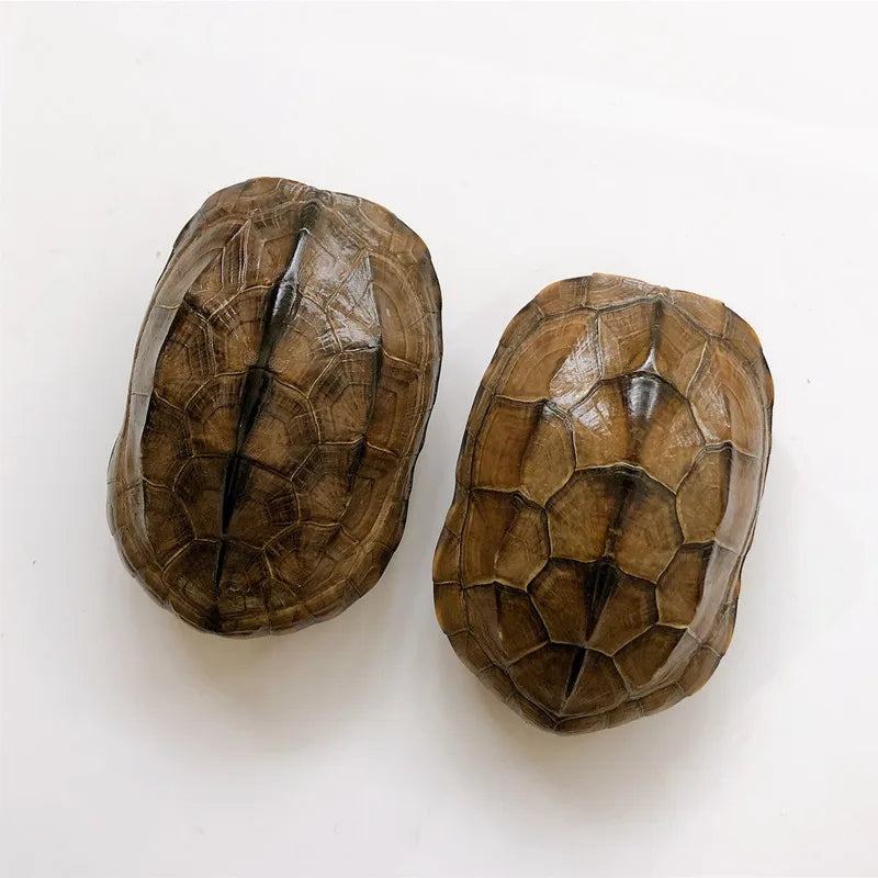 Turtle Shell - 10-12cm