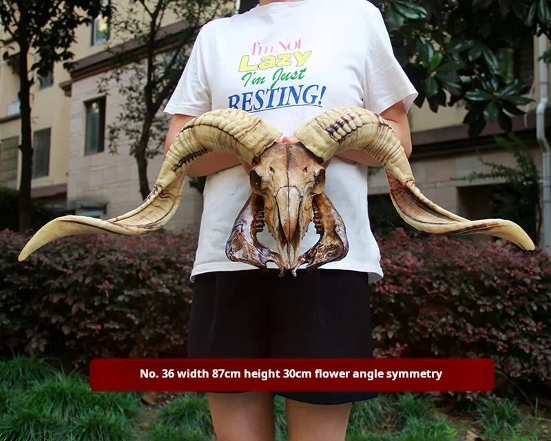 Sheep Skull With XL Horns