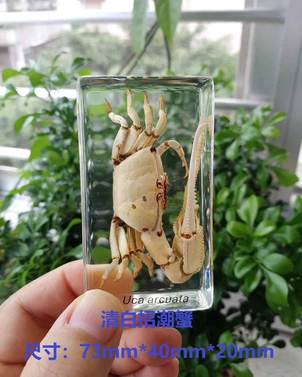 Medium Insect and Crustacean Specimens - Cast in Resin