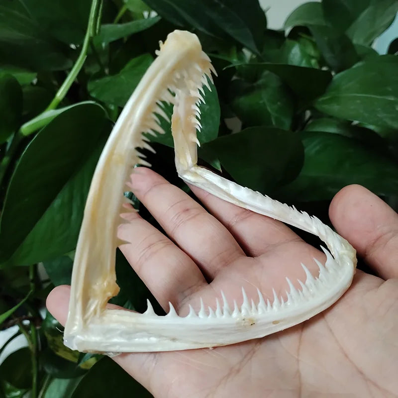 Anglerfish Jaw