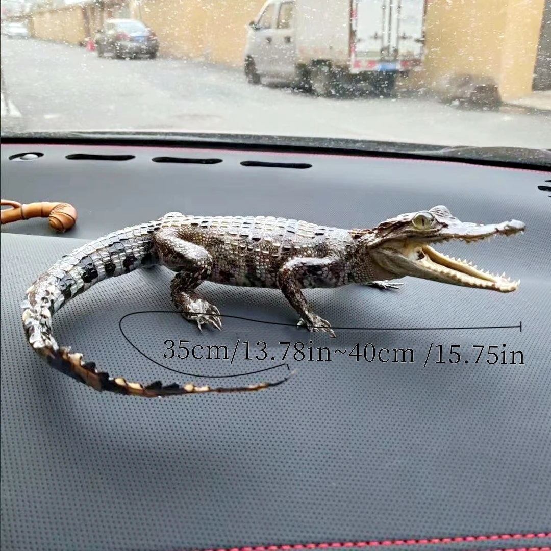 Taxidermy Crocodile