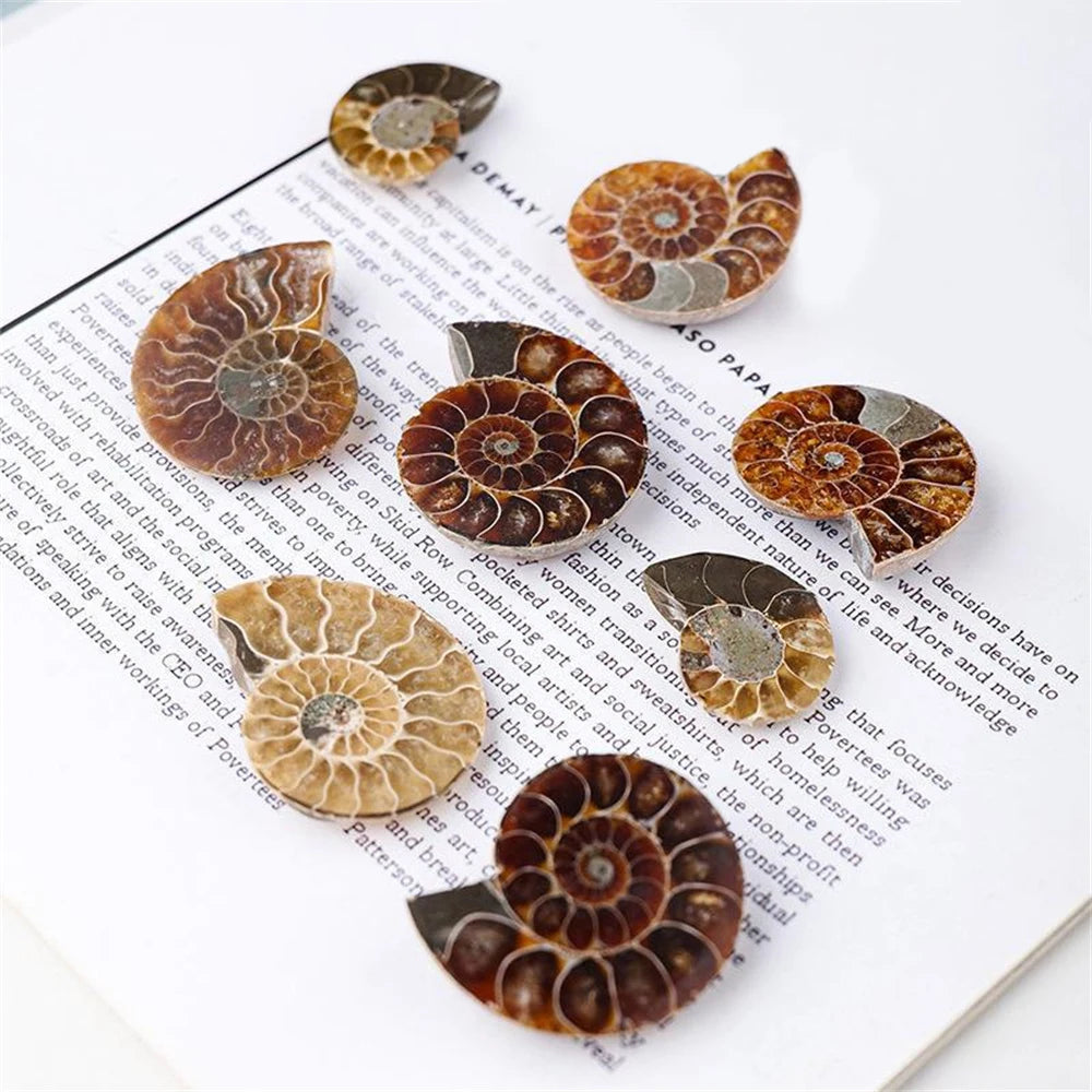 Ammonite Slice Specimens