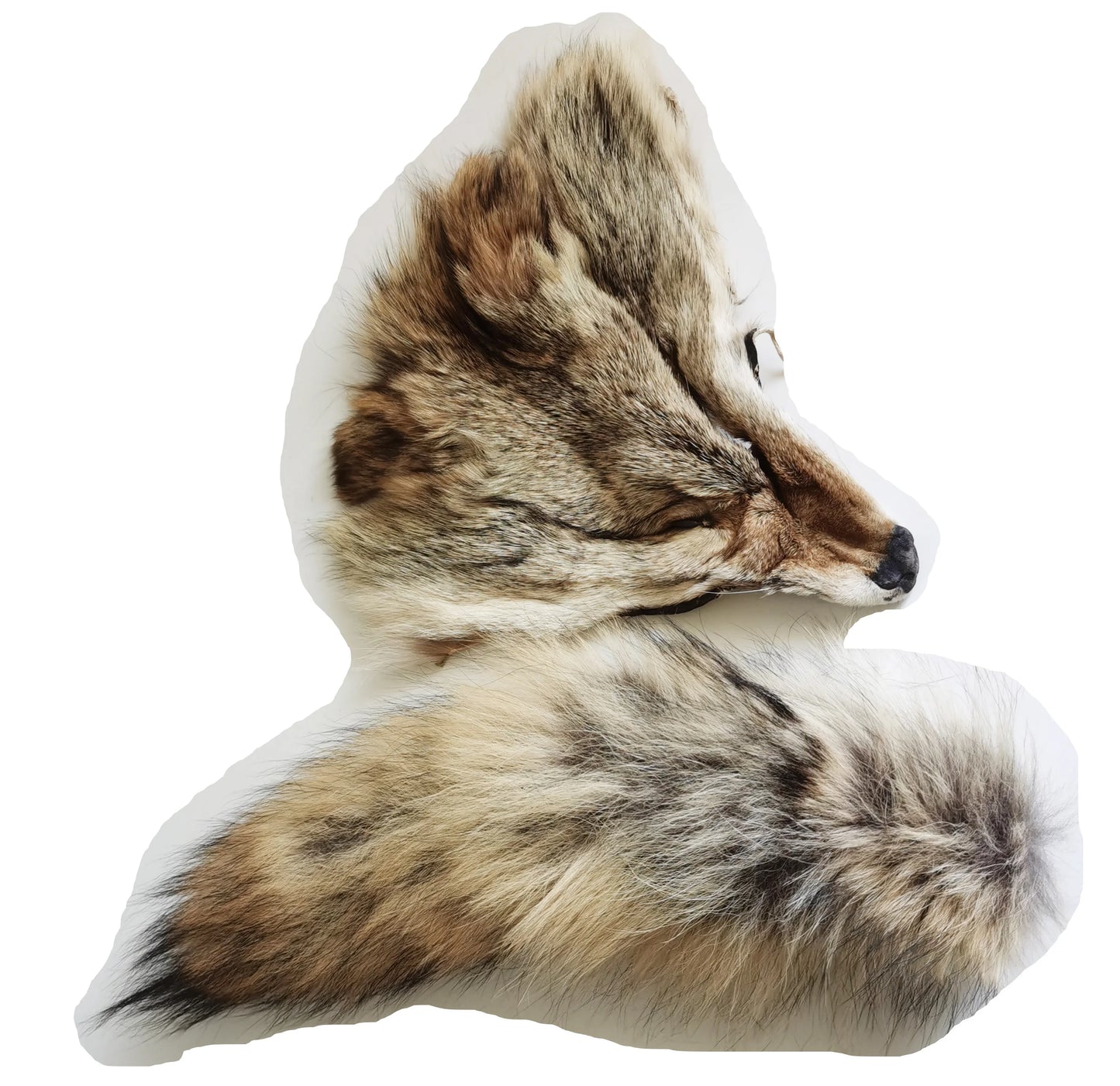 Taxidermy Coyote Heads and Tails
