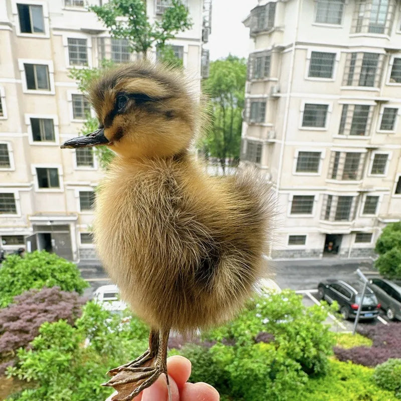 Taxidermy Chicks and Duckings