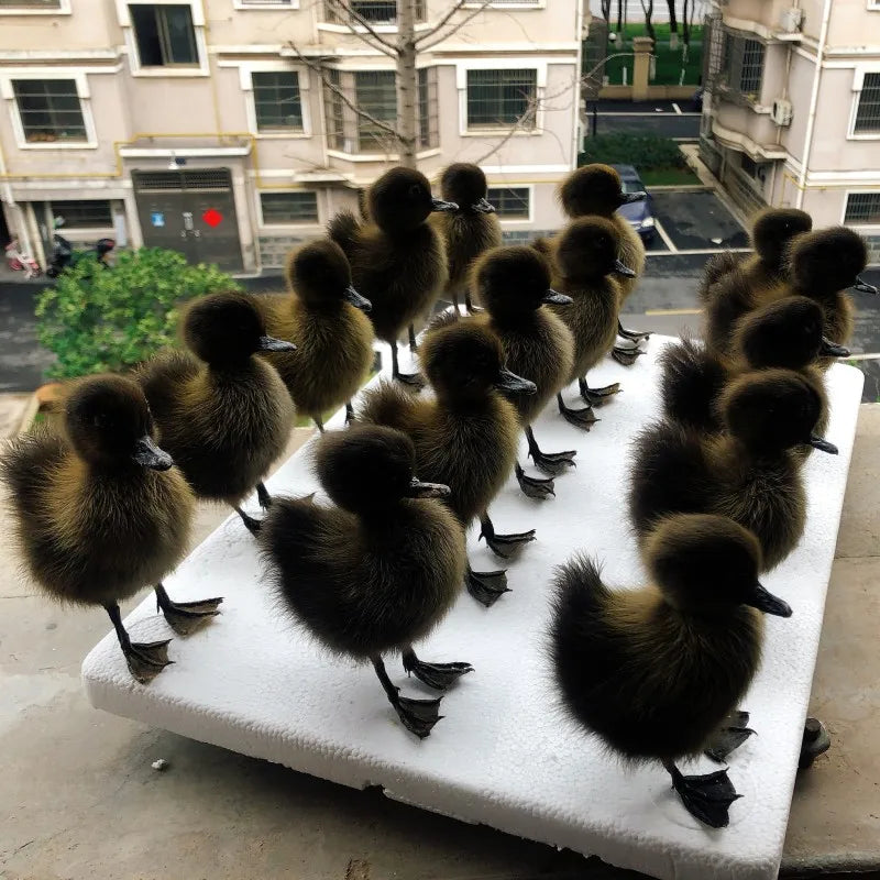 Taxidermy Chicks and Duckings