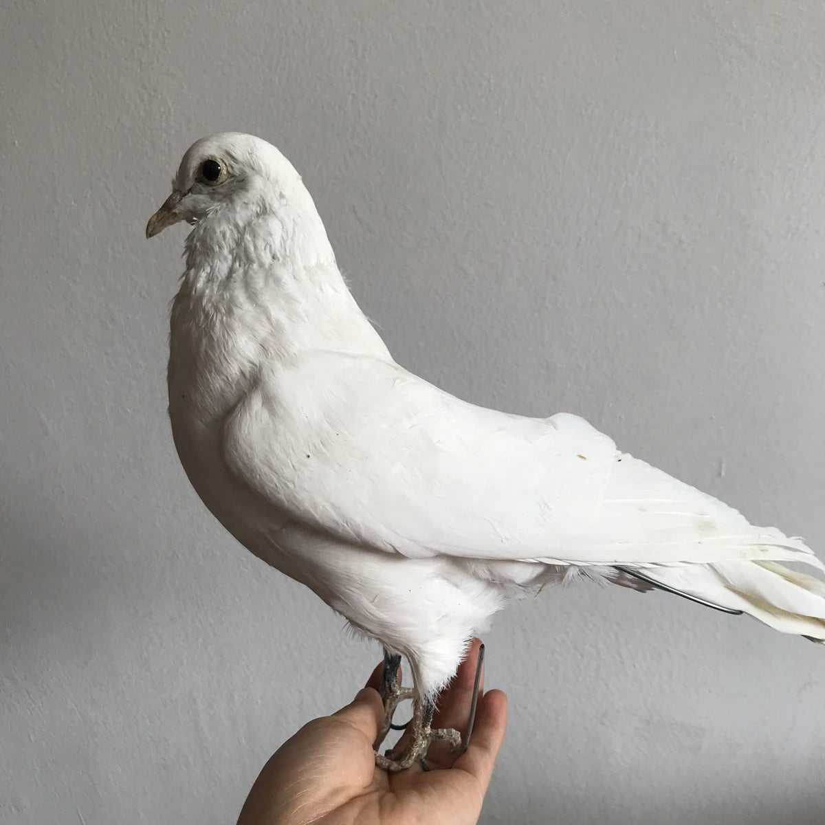 Taxidermy White Pigeon