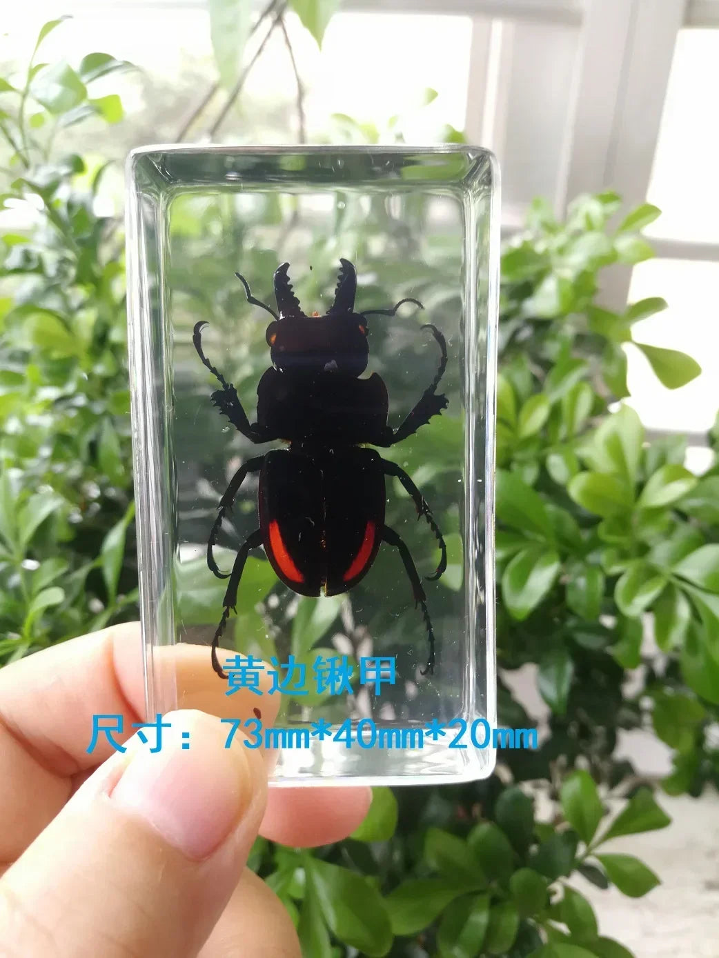 Medium Insect and Crustacean Specimens - Cast in Resin