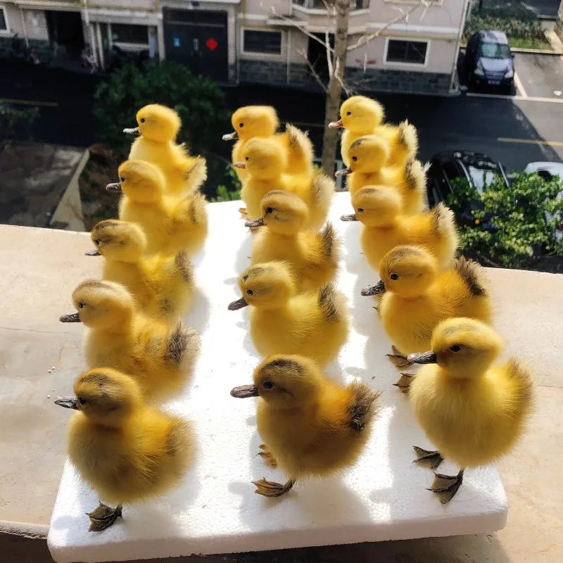 Taxidermy Chicks and Duckings