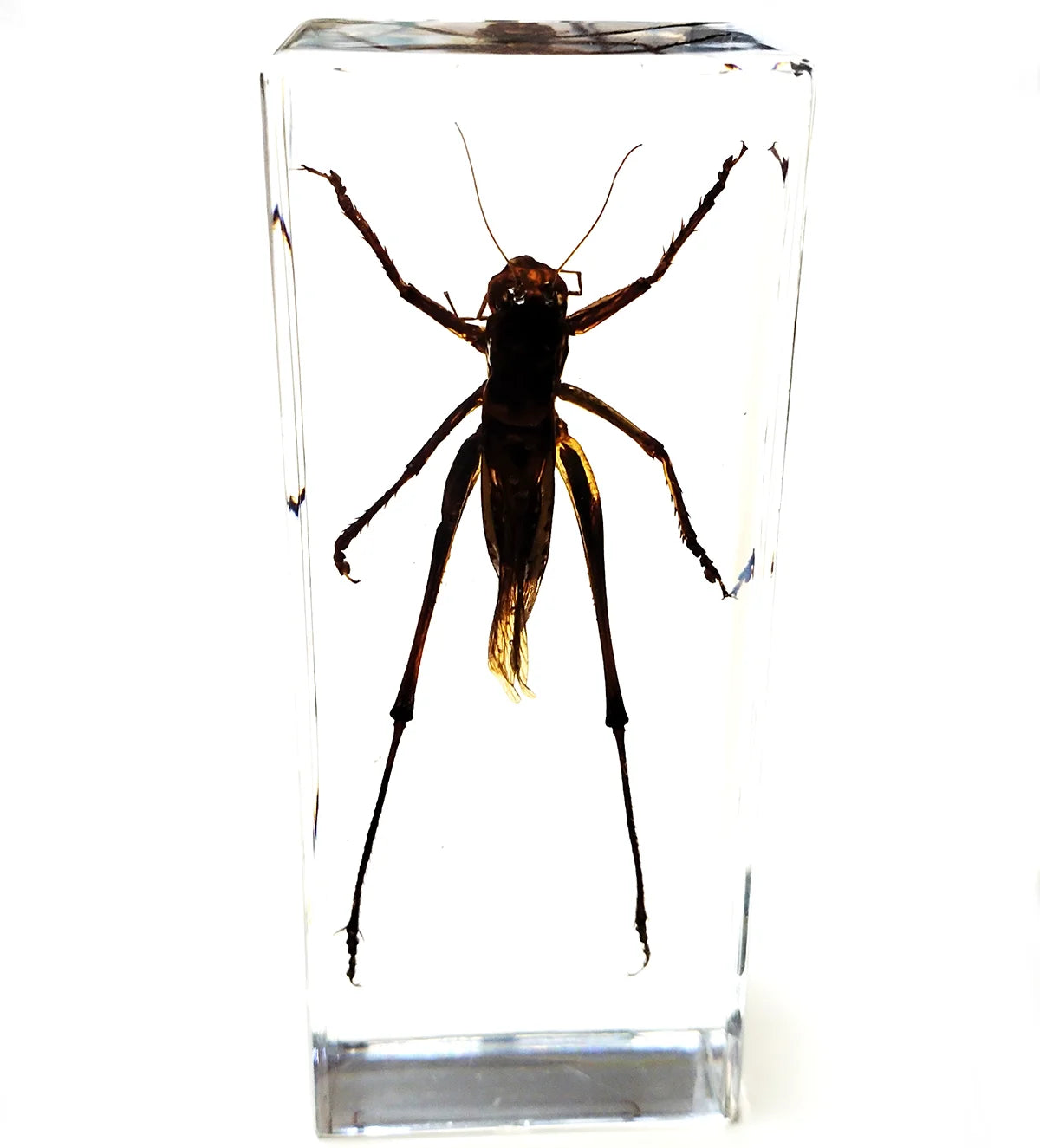 Large Insect Specimen - Cast in Resin