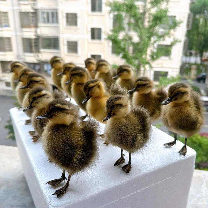 Taxidermy Chicks and Duckings