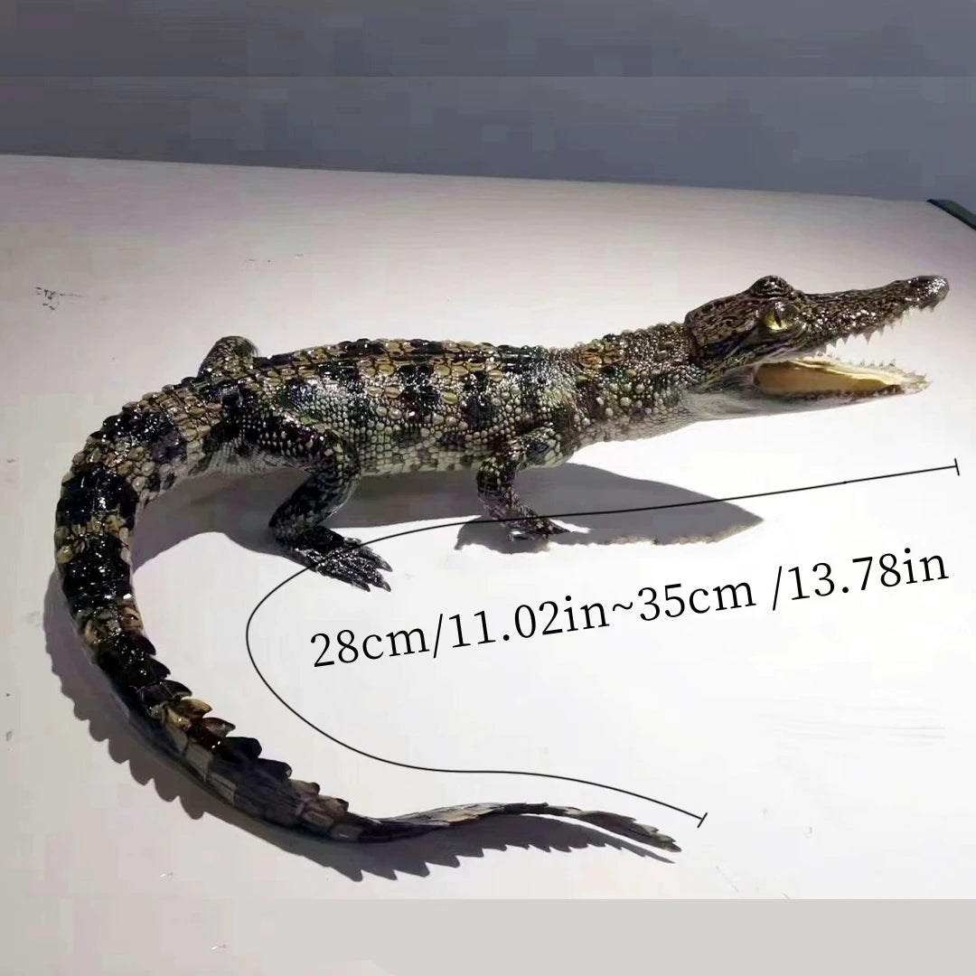 Taxidermy Crocodile