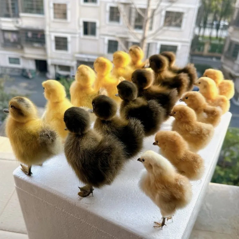 Taxidermy Chicks and Duckings