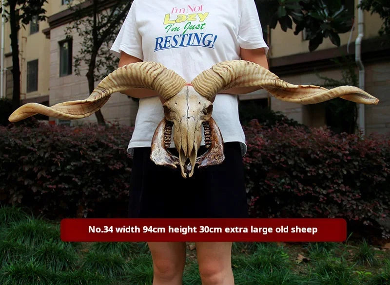 Sheep Skull With XL Horns