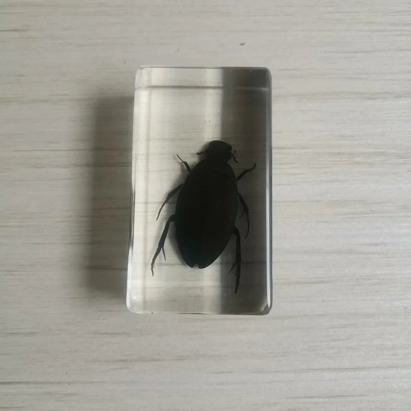 Medium Insect and Crustacean Specimens - Cast in Resin