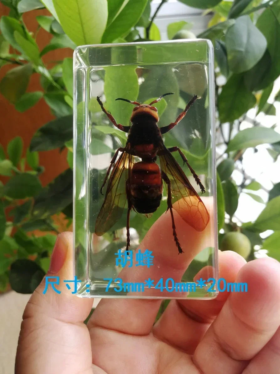 Medium Insect and Crustacean Specimens - Cast in Resin