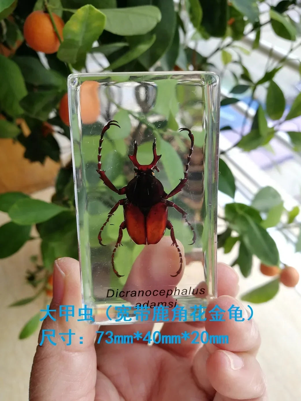 Medium Insect and Crustacean Specimens - Cast in Resin