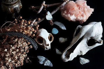Skulls and Taxidermy