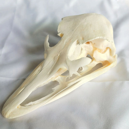 Ostrich Skull