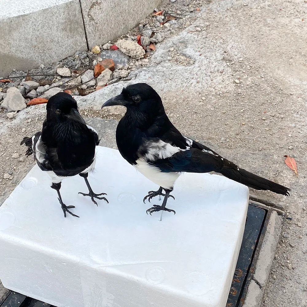 Taxidermy Magpie