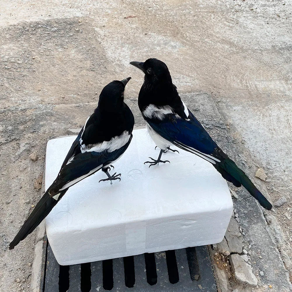Taxidermy Magpie