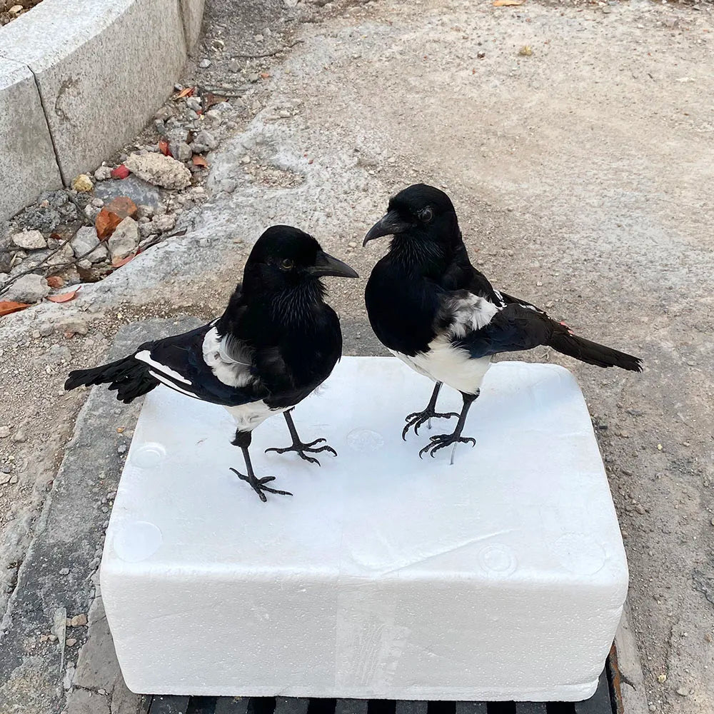Taxidermy Magpie