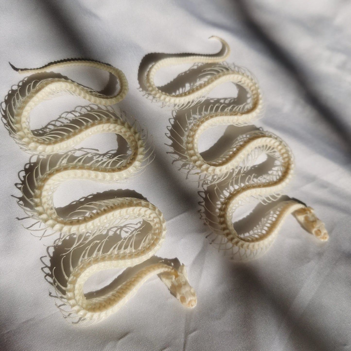 Small Snake Skeleton- 30-40cm