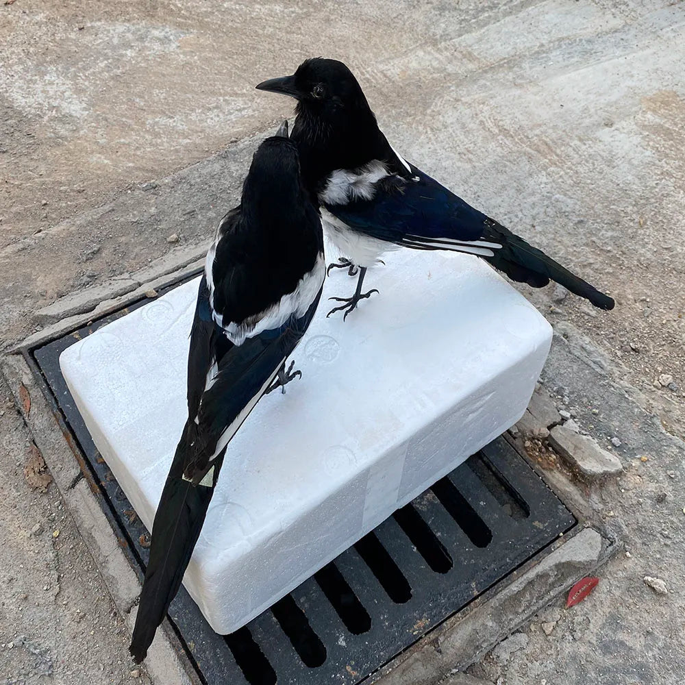 Taxidermy Magpie