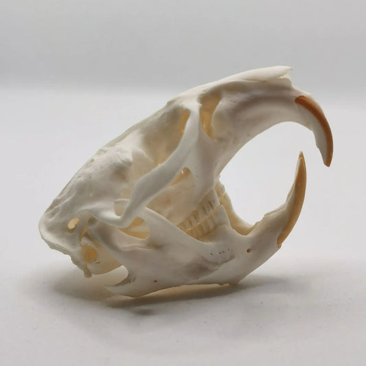 Muskrat Skull