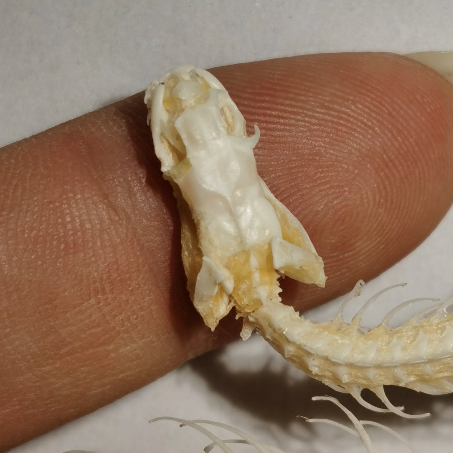 Small Snake Skeleton- 30-40cm