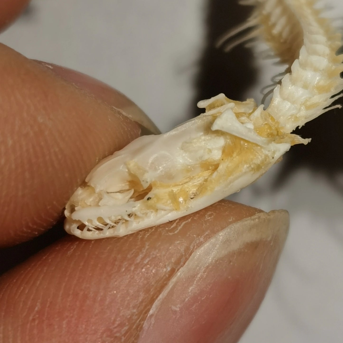 Small Snake Skeleton- 30-40cm