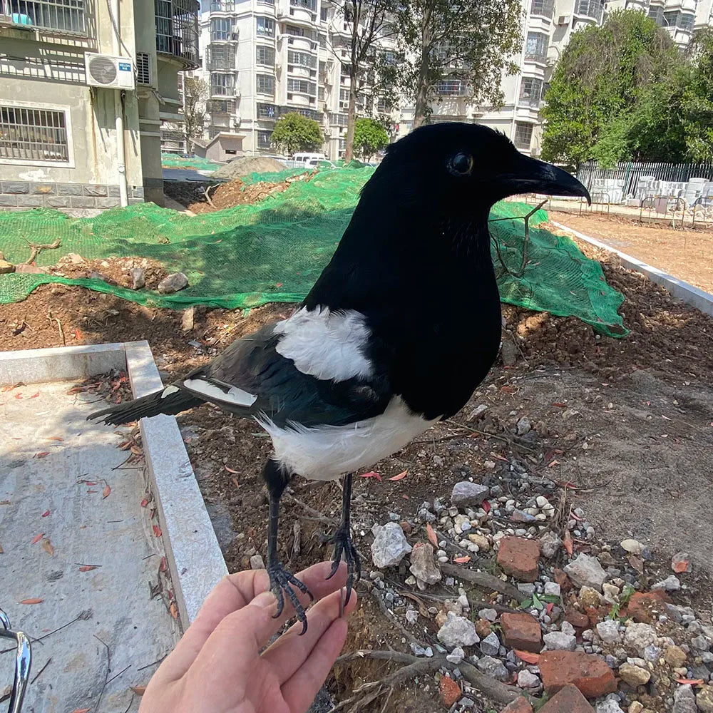Taxidermy Magpie