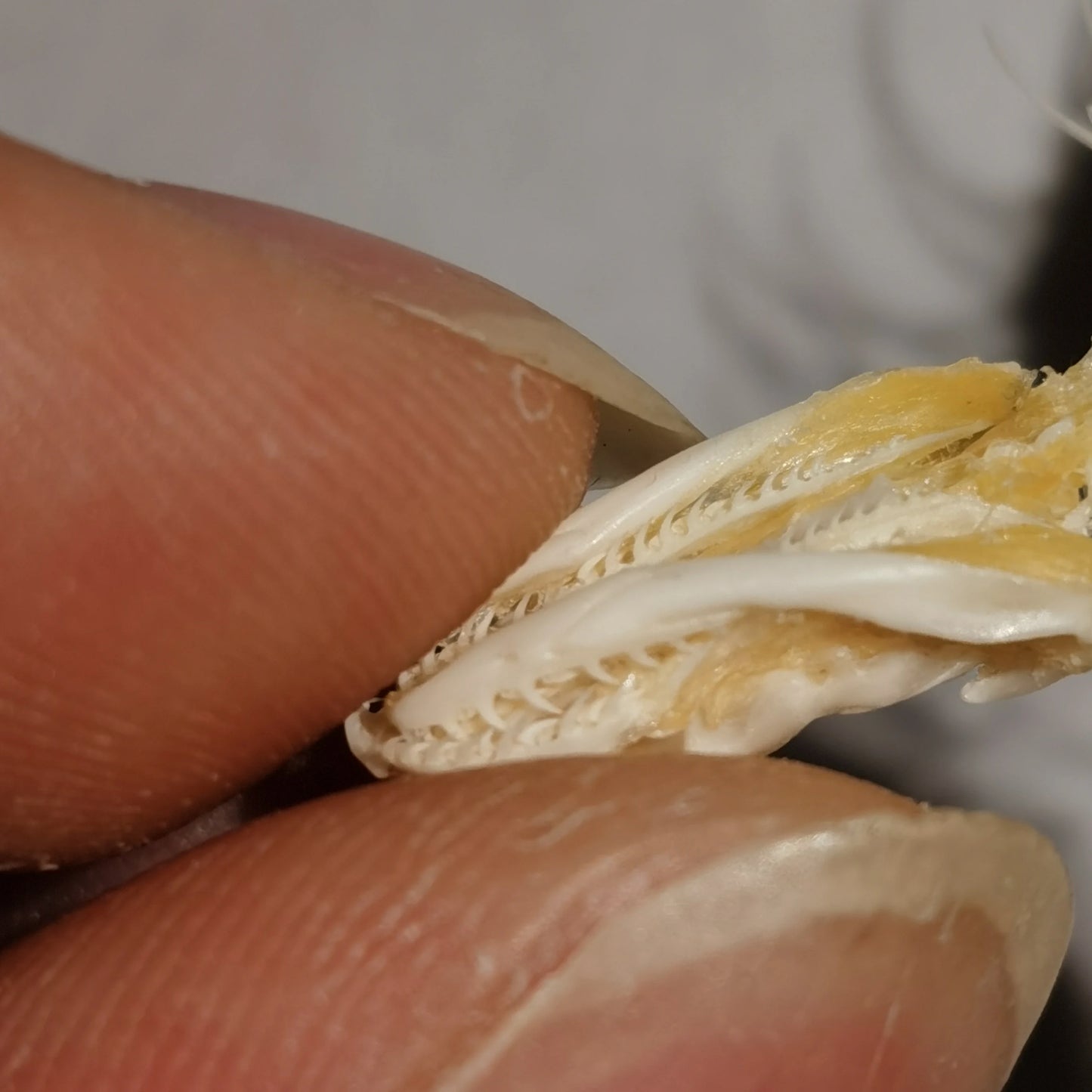 Small Snake Skeleton- 30-40cm