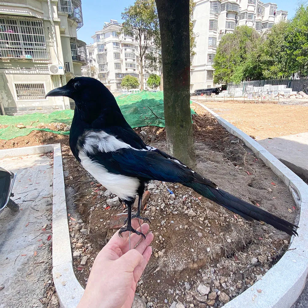 Taxidermy Magpie