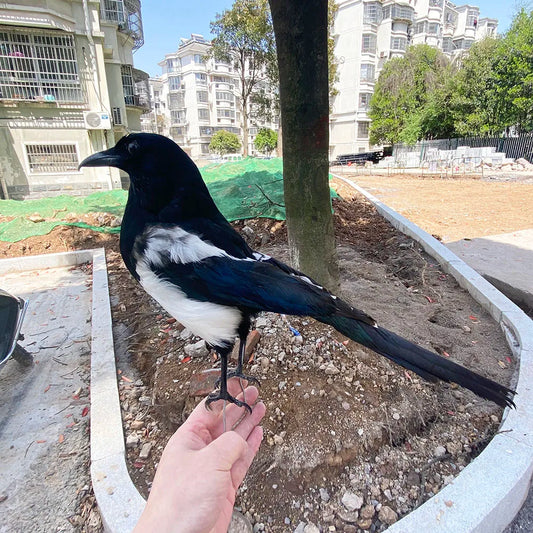 Taxidermy Magpie