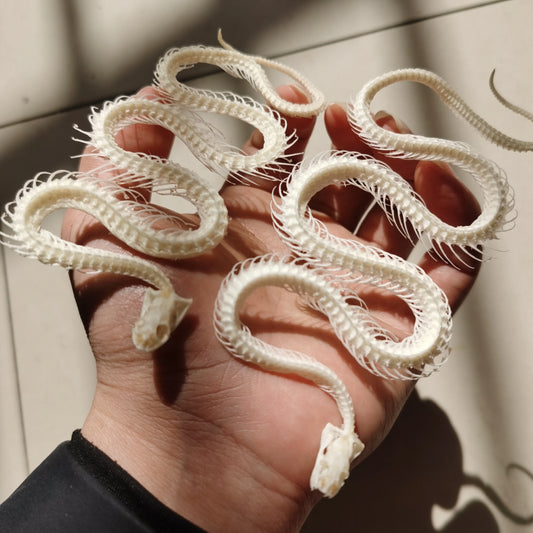 Small Snake Skeleton- 30-40cm