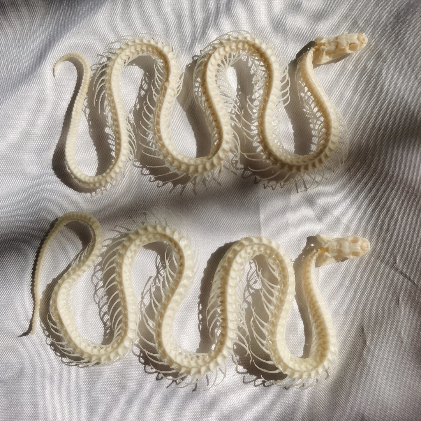 Small Snake Skeleton- 30-40cm
