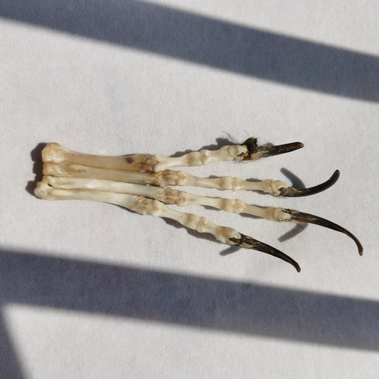 Fox Paw - Skeleton