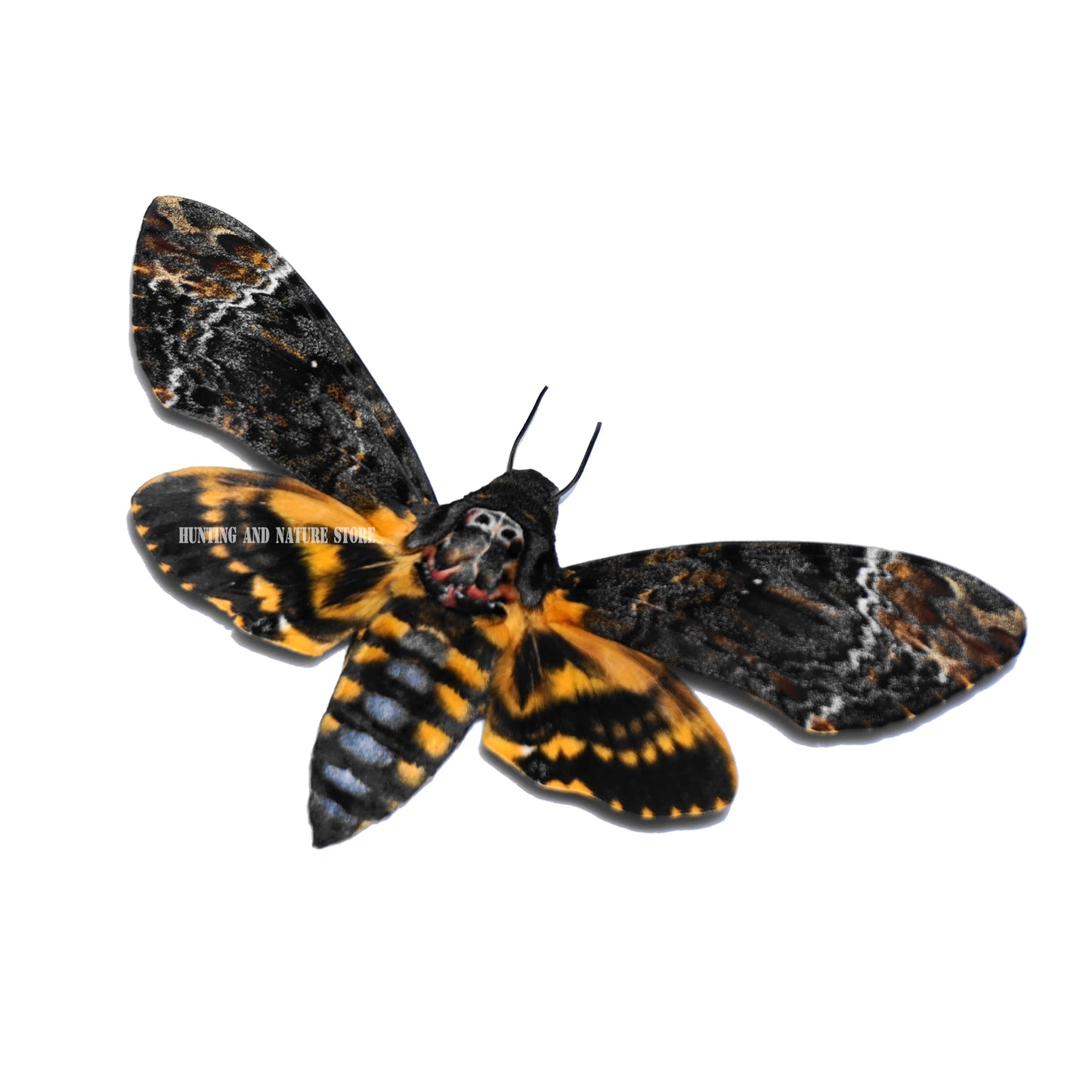 Rare Death’s Head Hawk Moth Specimen