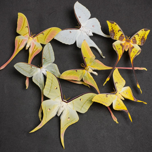 Rare Luna Moth Specimens